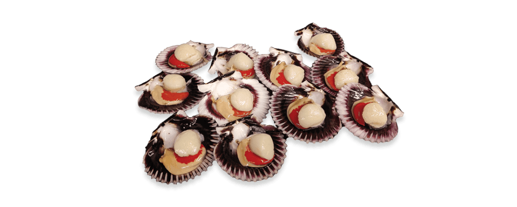 Iceland Seafood Ibérica – Shellfish and Cephalopods – ISI – Iceland Seafood